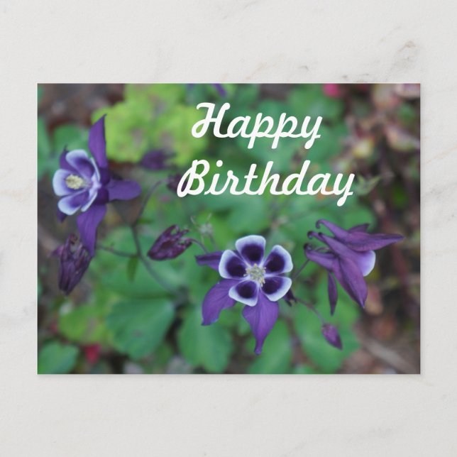 Happy Birthday Lila Columbine Blume Postcard Postkarte (Vorderseite)