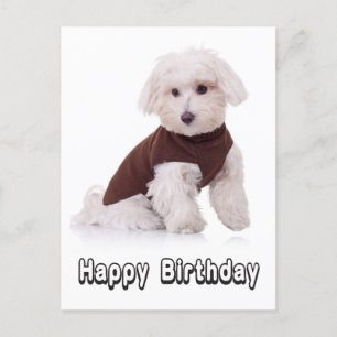 Happy Birthday Maltese Puppy Dop Card Postkarte