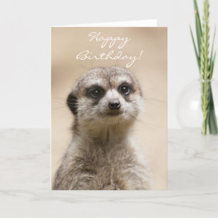 Happy Birthday Meerkat Karte
