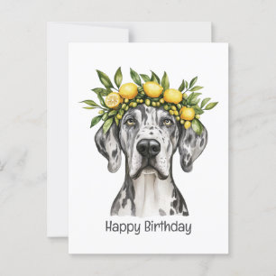 Happy Birthday Merle Great Dane Dog Lemon Crown Postkarte