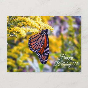 Happy Birthday Monarch Butterfly Postcard Postkarte