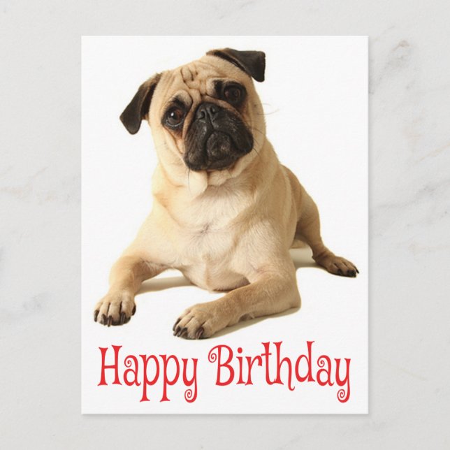 Happy Birthday Mops Puppy Dog Postkarte (Vorderseite)