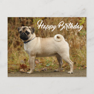 Happy Birthday Mops Puppy Dog Postkarte