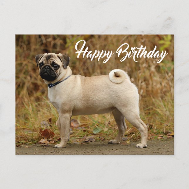 Happy Birthday Mops Puppy Dog Postkarte (Vorderseite)