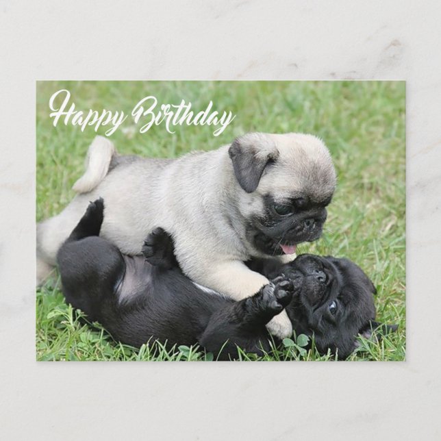 Happy Birthday Mops Puppy Dog Postkarte (Vorderseite)