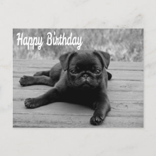 Happy Birthday Mops Puppy Dog Postkarte