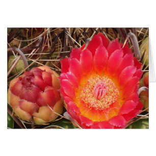 Happy Birthday Nana Bright Pink Cactus Bloom Foto