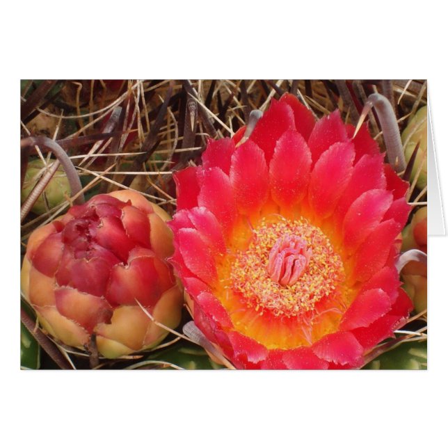 Happy Birthday Nana Bright Pink Cactus Bloom Foto (Vorderseite (Horizontal))