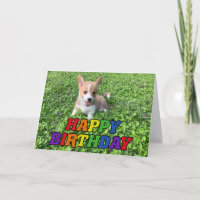 Happy Birthday Niedlich Corgi Puppy Foto Rainbow