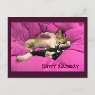 Happy Birthday niedliche Katzen Postkarte