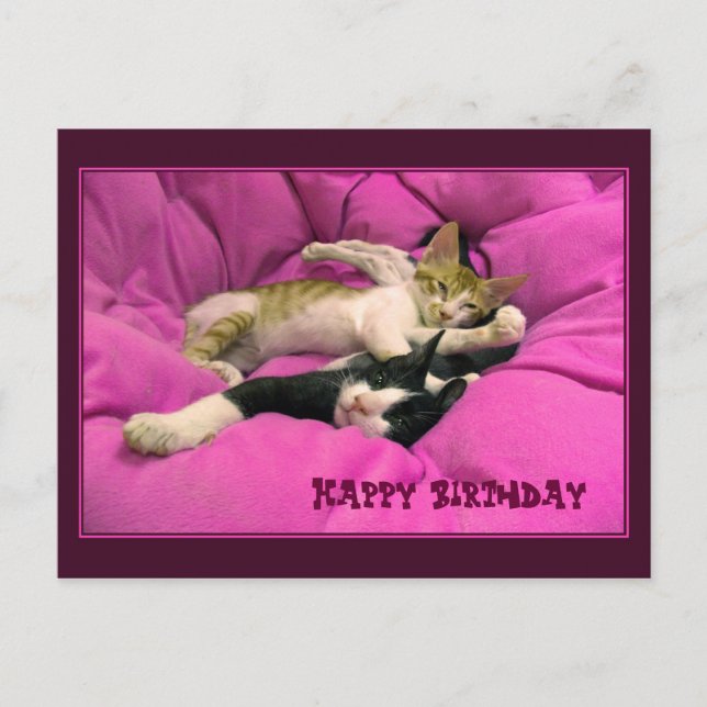 Happy Birthday niedliche Katzen Postkarte (Vorderseite)