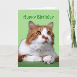 Happy Birthday Orange und White Thoughful Cat Karte