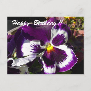 Happy Birthday Pansy Postkarte