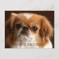 Happy Birthday Pekingese Red Brown Puppy Dog Black