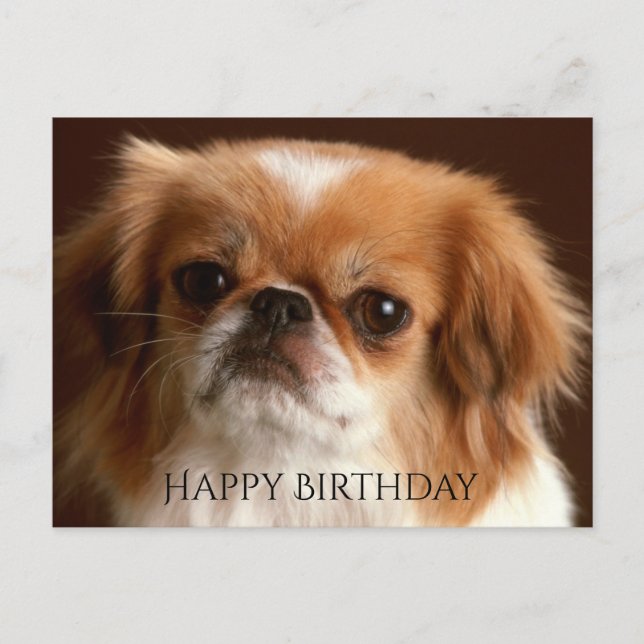 Happy Birthday Pekingese Red Brown Puppy Dog Black Postkarte (Vorderseite)