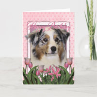 Happy Birthday - Pink Tulips - Australian Shepherd