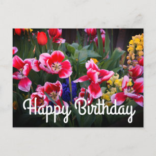 Happy Birthday Red and White Tulips Postcard Postkarte