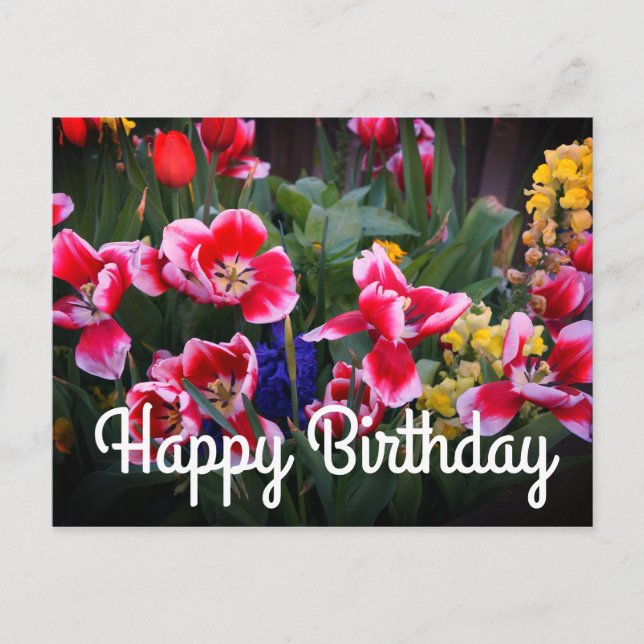 Happy Birthday Red and White Tulips Postcard Postkarte (Vorderseite)
