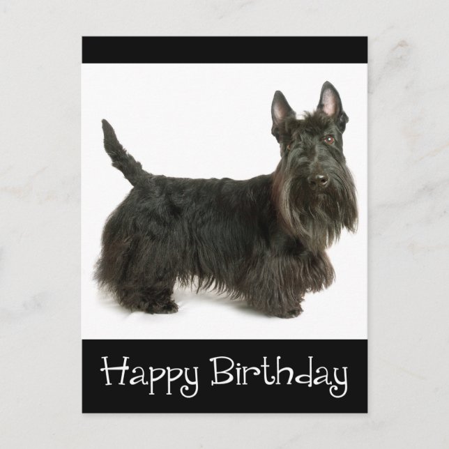 Happy Birthday Scottish Terrier Puppy Postcard Postkarte (Vorderseite)