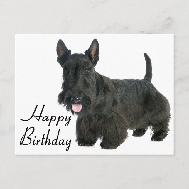 Happy Birthday Scottish Terrier Puppy Postcard Postkarte (Vorderseite)