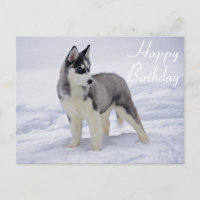 Happy Birthday Siberian Husky Welpe Dog Post Card
