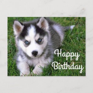 Happy Birthday Siberian Husky Welpen-Postkarte Postkarte