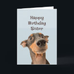 Happy Birthday Sister Funny Dog Spaß Card Karte<br><div class="desc">Glücklich Geburtstagsschwester haben wir viel gemeinsam durchgemacht und das meiste war Ihre Schuld. niedlich traumatisiert aussehender Hund</div>