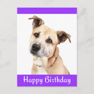 Happy Birthday Staffordshire Terrier Hund Postkart Postkarte
