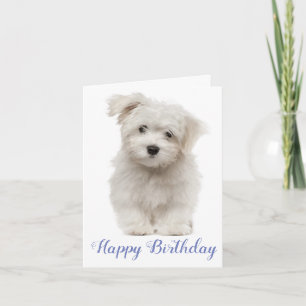 Happy Birthday White Maltese Welpe Hund Blau Karte