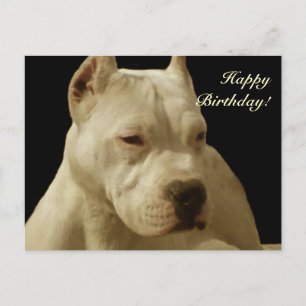 Happy Birthday White Pitbuls Postkarte