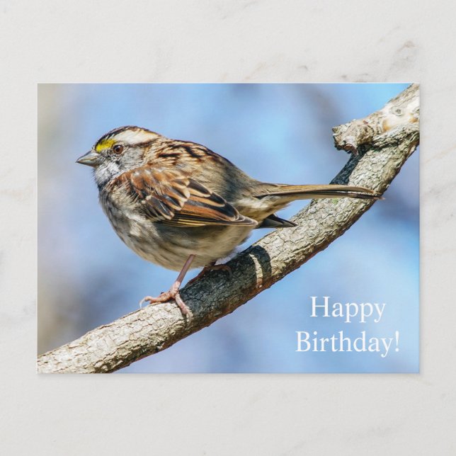 Happy Birthday White Throated Sparrow Postcard Postkarte (Vorderseite)