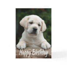 Happy Birthday Yellow Labrador Retriever Puppy Dog