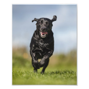 Happy Black Labrador Retriever läuft Fotodruck