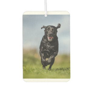 Happy Black Labrador Retriever Running Air Freshen Autolufterfrischer