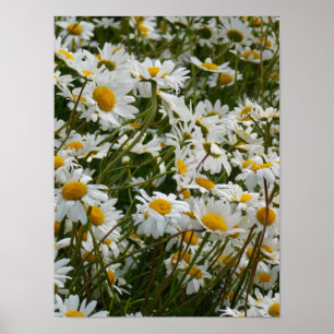 Happy Blume Meadow - Happy face lächelnd daisy Poster
