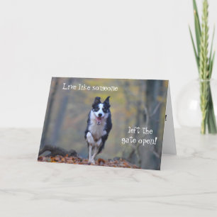 Happy Border Collie Geburtstagskarte Karte