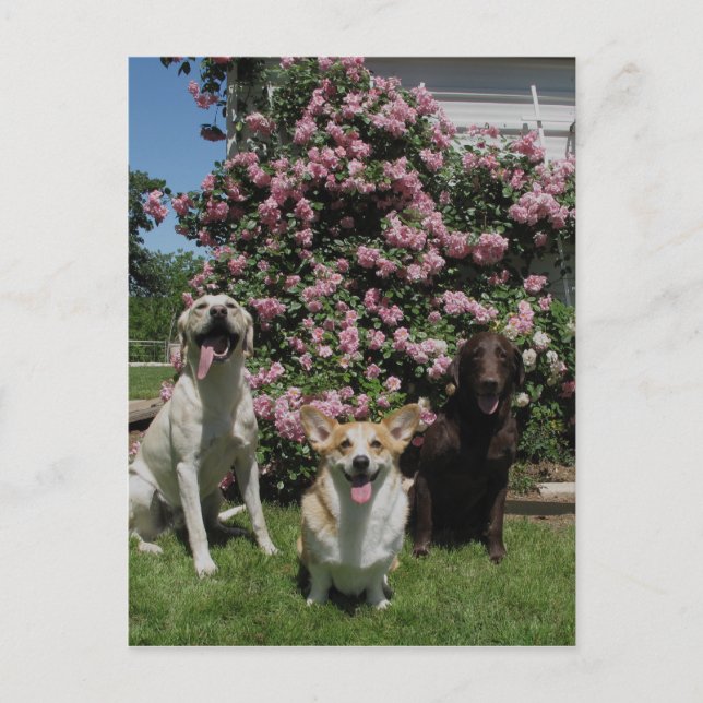 Happy Boys Postkarte (Vorderseite)