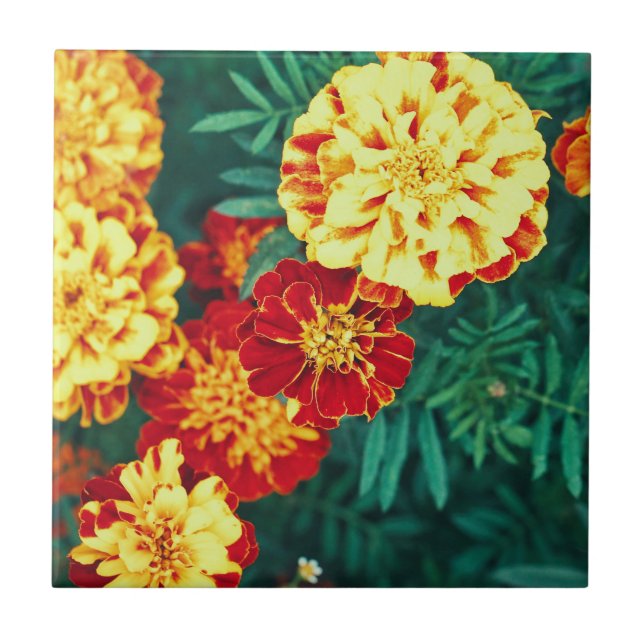 Happy Bright Marigold Blume Floral Fliese (Vorderseite)