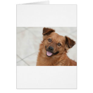 Happy Brown Puppy Dog