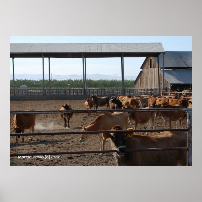 Happy California Cows Poster (Vorne)