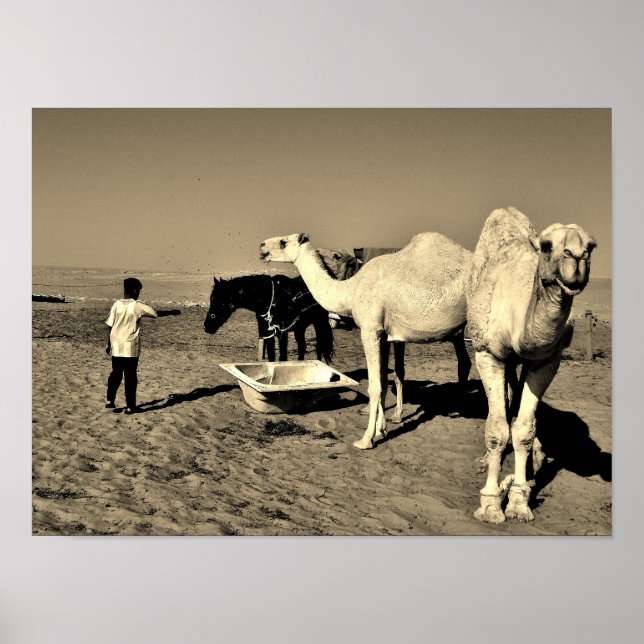 Happy Camel Poster (Vorne)