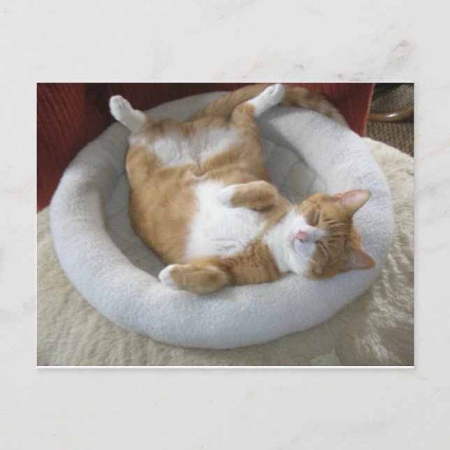 Happy Cat Postkarte (Vorderseite)