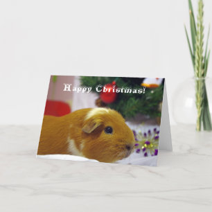 Happy Christmas guinea pig card Feiertagskarte