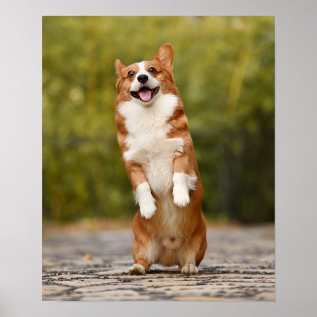 Happy Corgi Puppy Stehendes Foto Poster (Vorne)