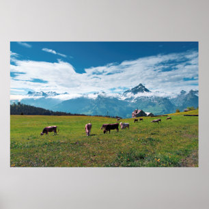 Happy Cows on Farm in Switzerland Poster