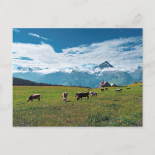 Happy Cows on Farm in Switzerland Postkarte