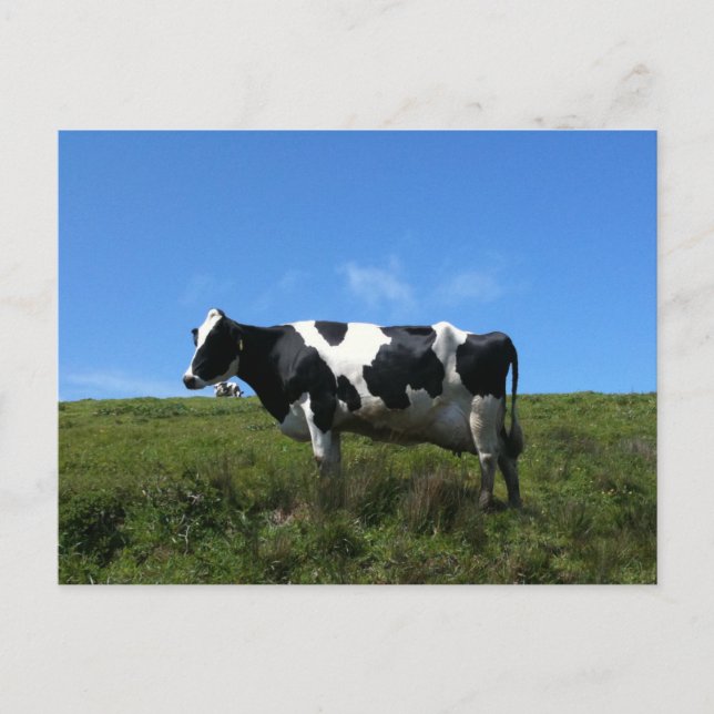 Happy Cows Postcard Postkarte (Vorderseite)