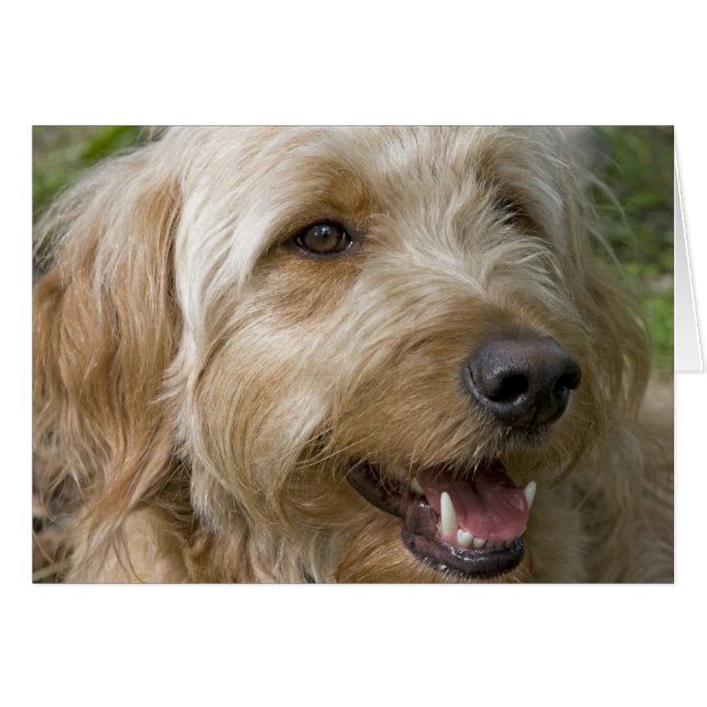 Happy Dog (Vorderseite (Horizontal))