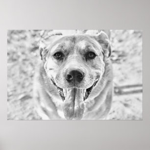 Happy Dog Gesichtsausdruck Poster