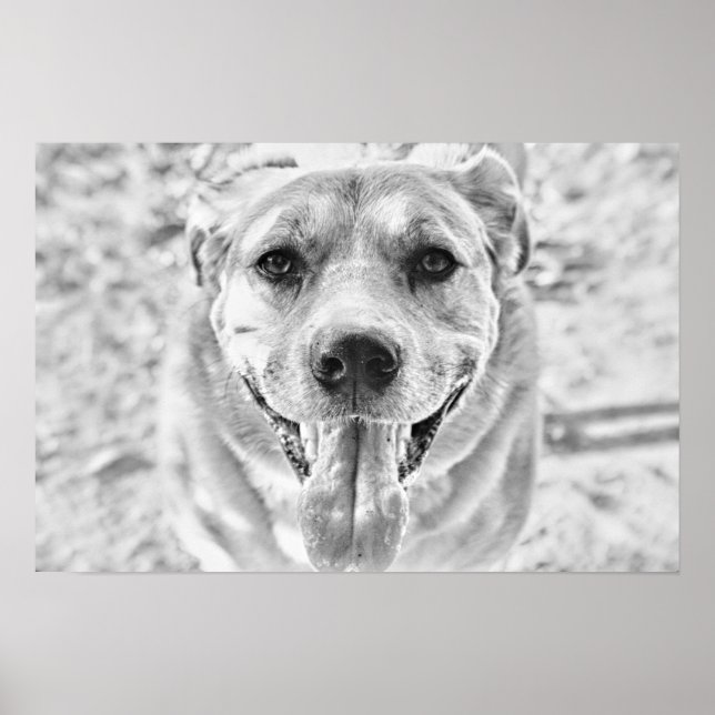 Happy Dog Gesichtsausdruck Poster (Vorne)